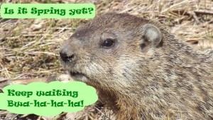 Scoffing Groundhog
