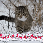 rude-awakening