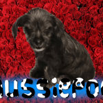 aussiepoo
