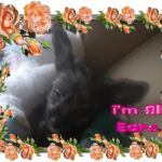 im-all-ears