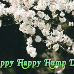happy-happy-hump-day