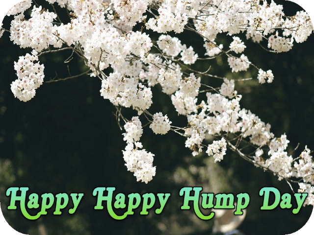 happy-happy-hump-day