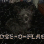 rose-o-flage