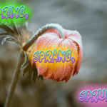 spring-sprang-sprung