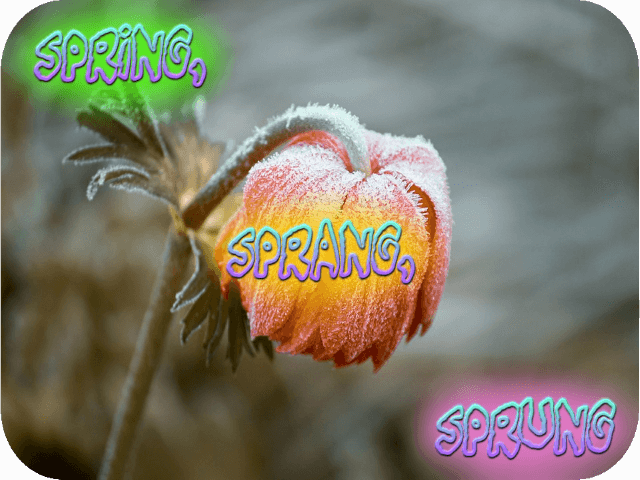 spring-sprang-sprung