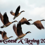 six-geese-a-laying-2020