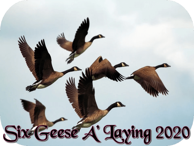 six-geese-a-laying-2020