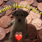 penny-has-arrived