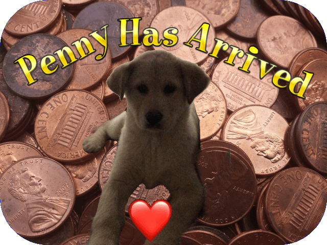 penny-has-arrived