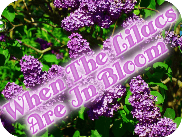 when-the-lilacs-are-in-bloom