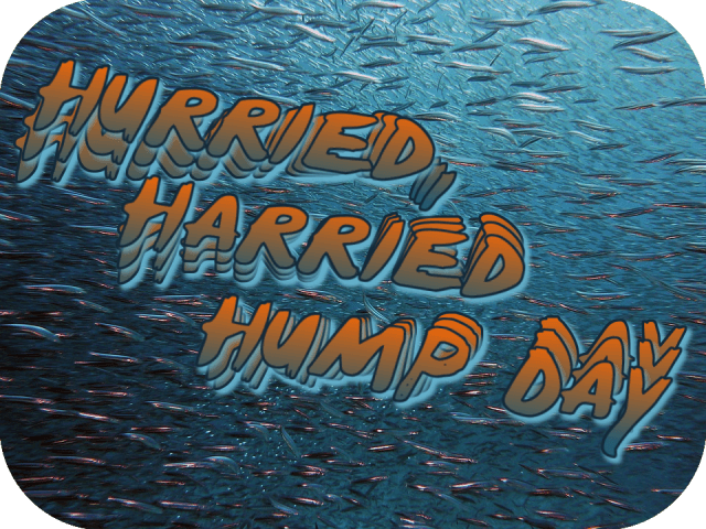 hurried-harried-hump-day
