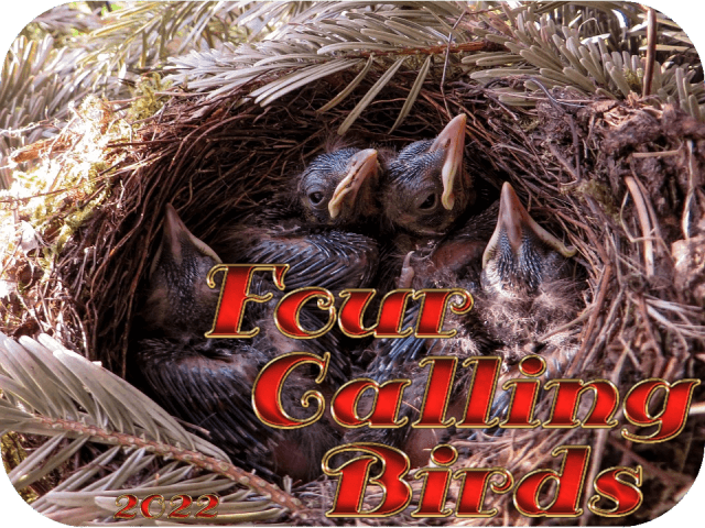 four-calling-birds-2022