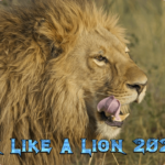 in-like-a-lion-2023