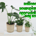 national-houseplant-appreciation-day-2024