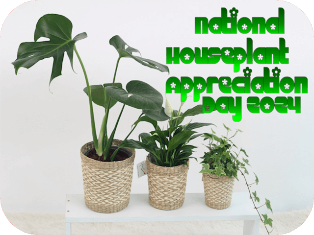 national-houseplant-appreciation-day-2024