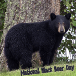 national-black-bear-day-2024