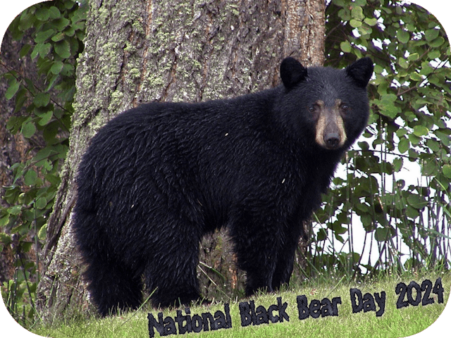 national-black-bear-day-2024