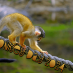 monkey-day-2024